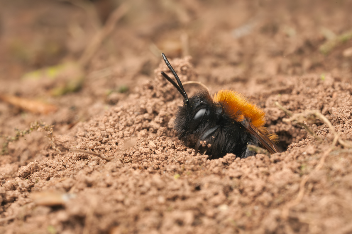 Tawny Mining Bee and Nest Hole 1